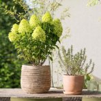 Hortenzia metlinatá (Hydrangea paniculata) ´MAGICAL LIME SPARKLE´® - výška 40-50 cm, kont. C2L